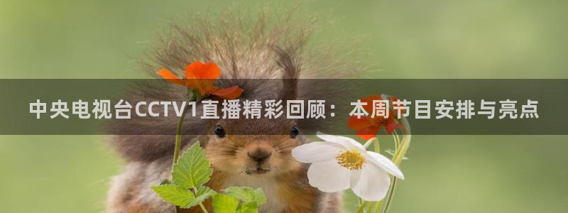 火凤体育直播在线：中央电视台CCTV1直播精彩回顾：本周节目安排与亮点